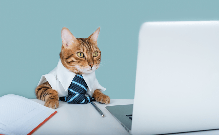 A cat in a suit and tie using a computer